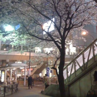 sakura