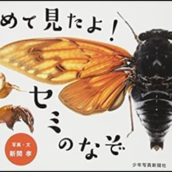 【3・4年生】身近な夏の虫といえば