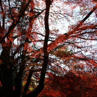 京都・紅葉～アロマでホッと　香りの広場