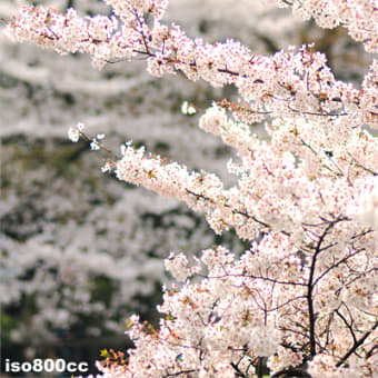 井の頭公園の桜