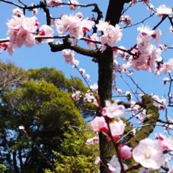 2025桜を待つ