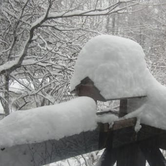 大雪です!!