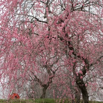 長福寺と梅の里の満開の垂れ紅梅
