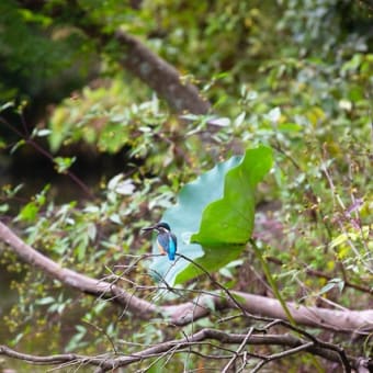 カワセミ狙いに近くの植物園へ