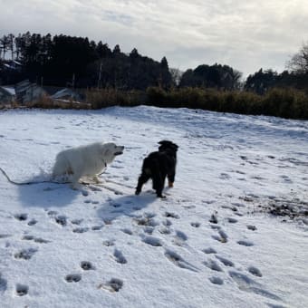 2度目の雪