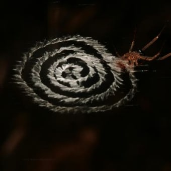 アマミウズグモの隠れ帯