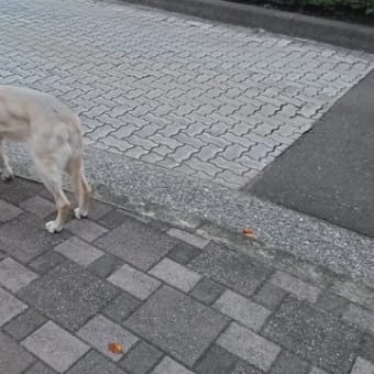 敬・老犬