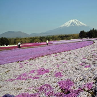 5年程前に撮った「富士山の芝桜」です