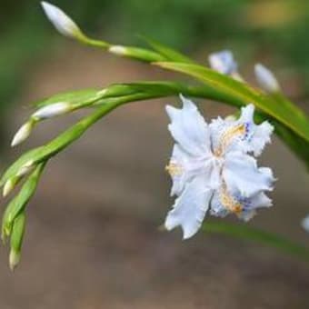 近所の花壇から～春・春～