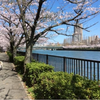 大川の桜