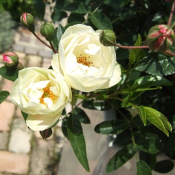 花盛り