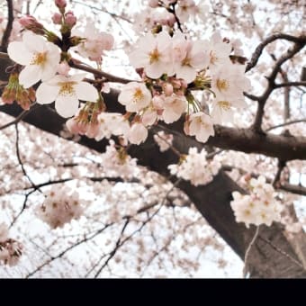 おひさしぶりの投稿です🌸☁️🌸m(_ _)m