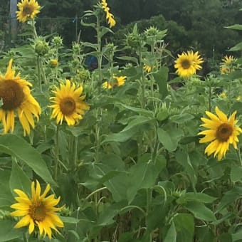 地上の太陽