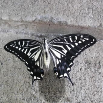 別の蝶