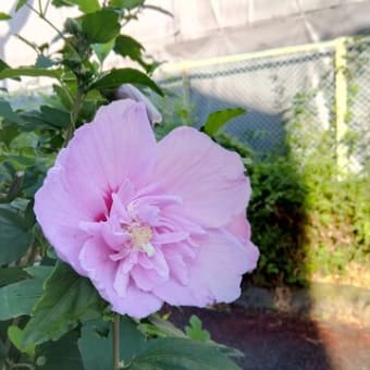 初めての夏
