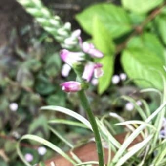 鬱蒼とした庭