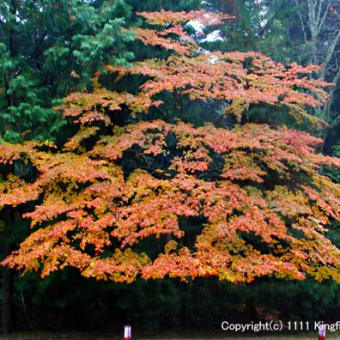 紅葉の神護寺