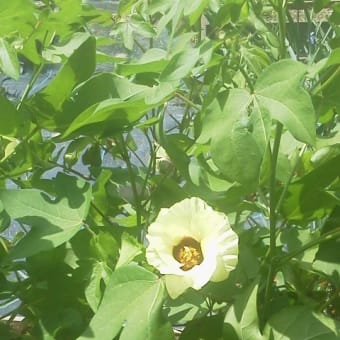  木陰とビンカと棉の花