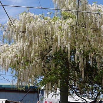 藤の花