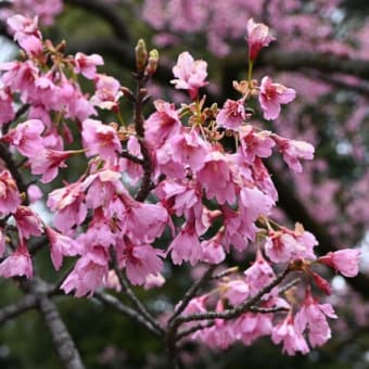 20240324寒咲大島と東海桜とちょっと神代曙と寒緋桜と満開の？桜
