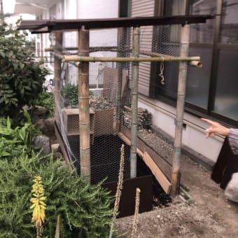 ５羽の鶏が里帰りした