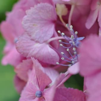 アジサイの「花」を探し出す