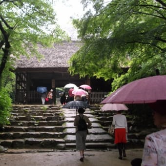 雨の花巡り