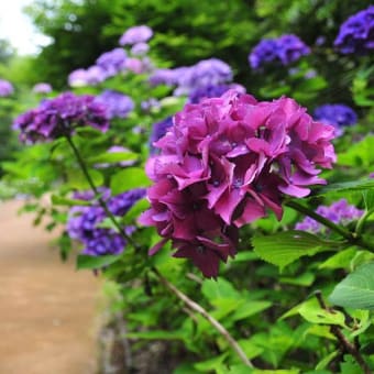 過去の写真ブログ～紫陽花　バラ