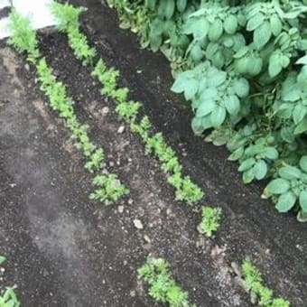 夏野菜定植完了
