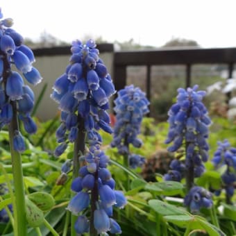 いつの間にか春を告げる花