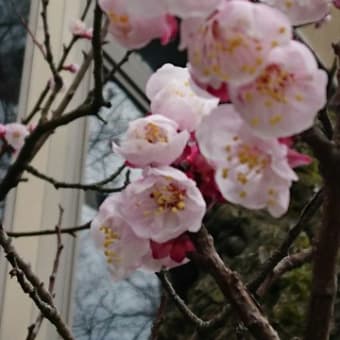 金沢市千日町雨宝院杏