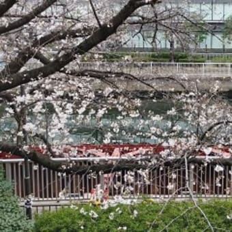 2025桜咲く