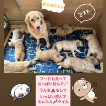 仔犬ちゃんモコママ卒業