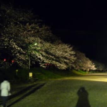 夜桜状況（4月2日）（第32回藤枝金毘羅山・瀬戸川桜まつり）