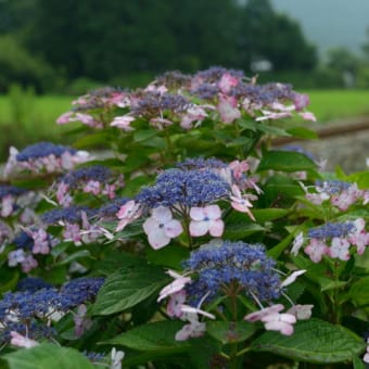 紫陽花と381系「こうのとり」