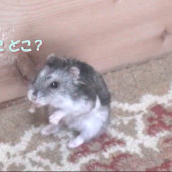 「転がり放り出されて」って？