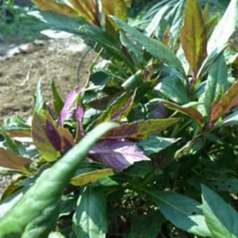 今元気な野菜　　夏の名残