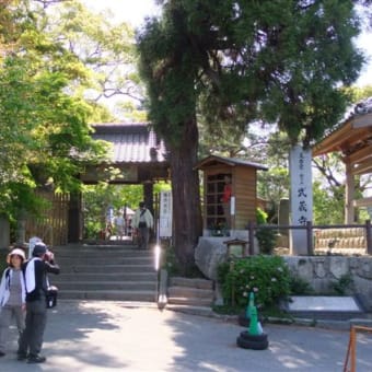 九州最古の仏蹟「武蔵寺」の藤まつり