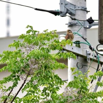 水無月の緋水鶏