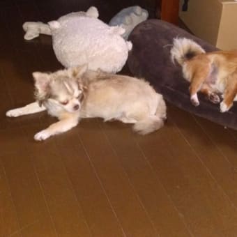 人間も犬も年を取れば。。。