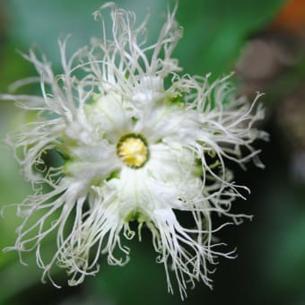 回顧・黄カラスウリの花は夜開く。