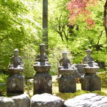 京都　青モミジ100シリーズの阿弥陀寺