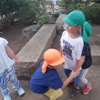 ひのき　4歳児　赤松ぼっくり公園