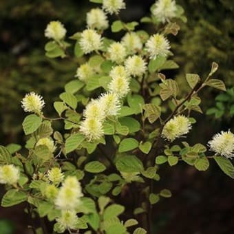 日々成長の花