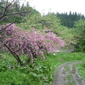 手這坂のモモ