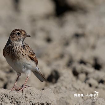 天高く囀ずる…ヒバリ