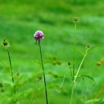 マツムシソウ科　ナベナ