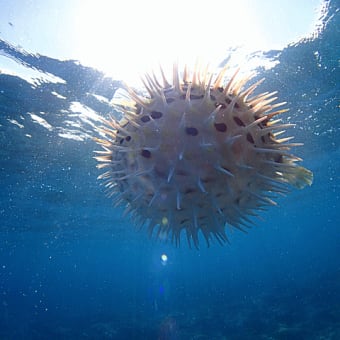 宜野湾のサンゴ礁