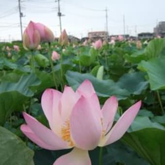 埼玉に。