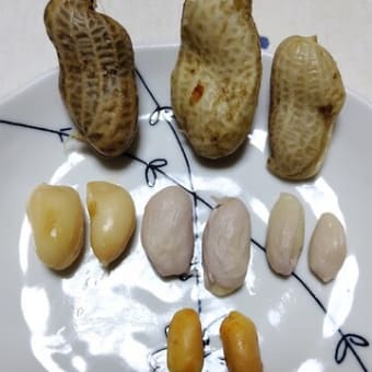 おおまさり収穫